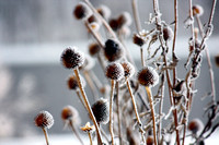 Cold Coneflowers