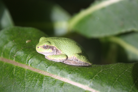 Tree Frog On Milkweed